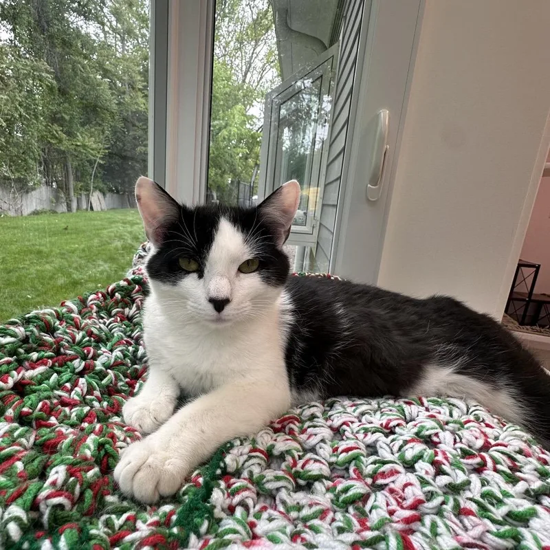 A baby medium-sized male White Domestic Short Hair cat named Henry for adoption in Boston, MA