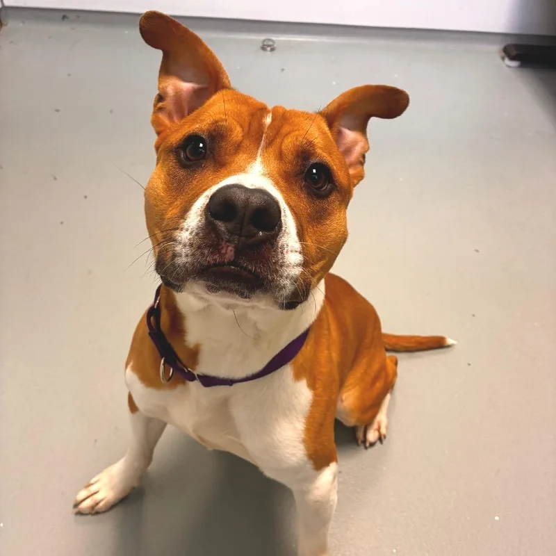 An adult medium-sized male Red / Chestnut / Orange Mixed Breed dog named Sunny for adoption in Saint Charles, MO