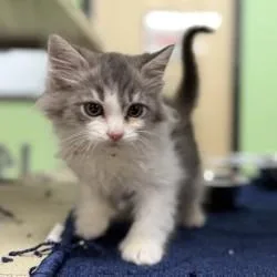 A baby small-sized male White Domestic Medium Hair cat named Pesto for adoption in Bullhead City, AZ