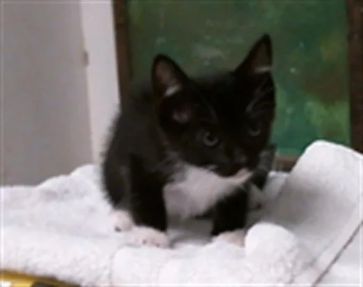 A baby small-sized female Domestic Short Hair cat named Fable for adoption in Houston, TX