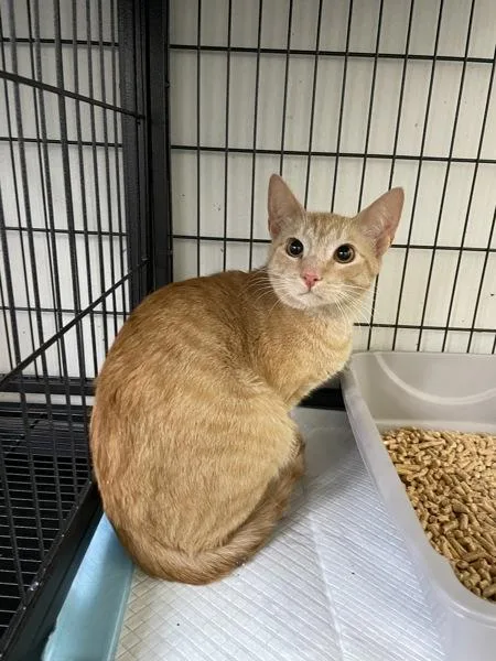 A young small-sized male Oriental Short Hair cat named Cheese for adoption in Victorville, CA
