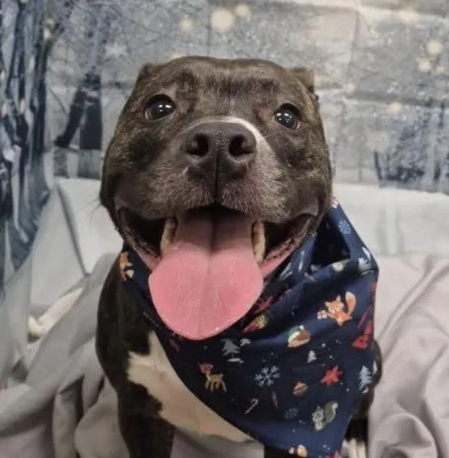 An adult large-sized female Brindle Pit Bull Terrier dog named Bella for adoption in Amherst, MA