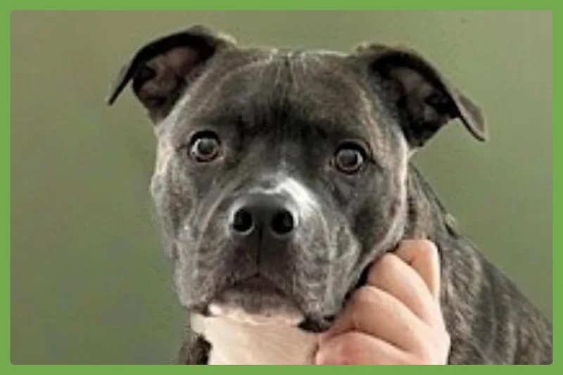 Bella thumbnail 4
