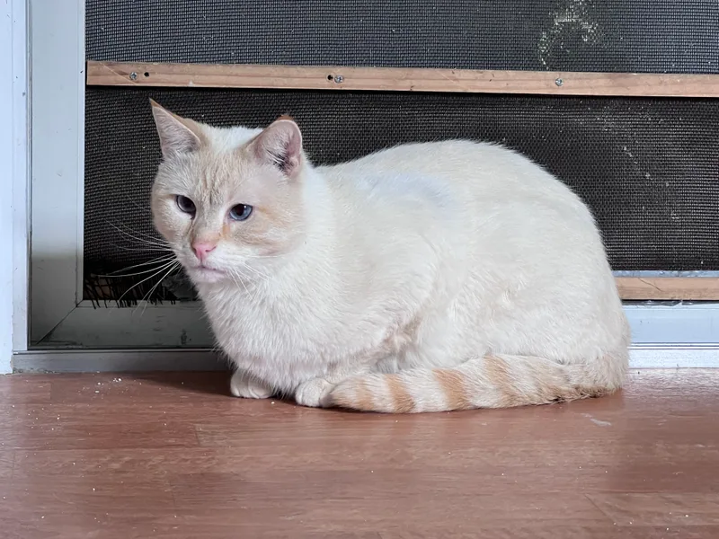 Tiny Terror Aka Tt thumbnail 2