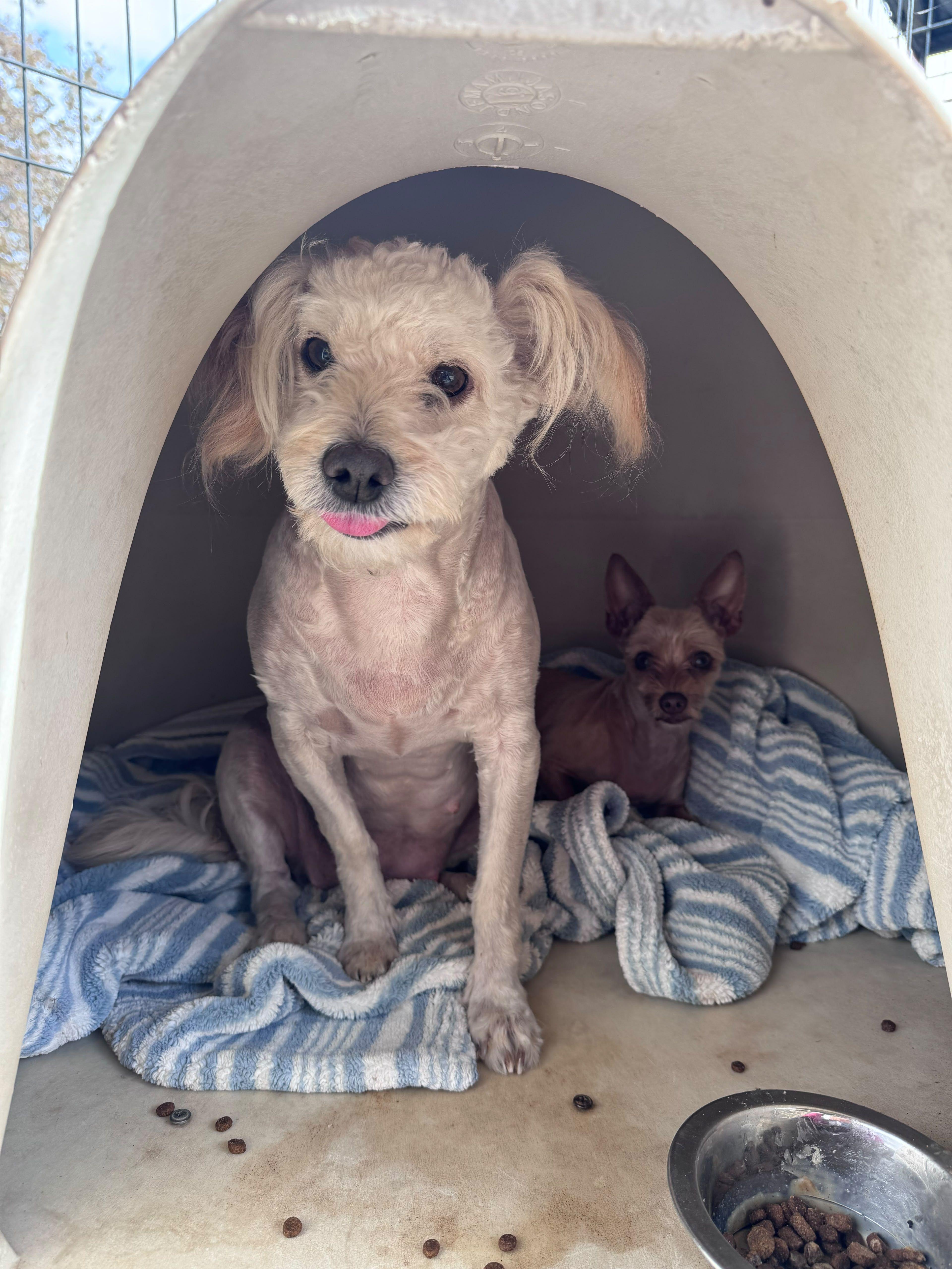 A young small-sized female Maltese dog named Olivia for adoption in Coarsegold, CA