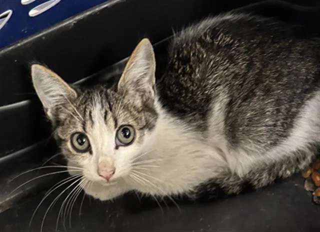A baby medium-sized male Domestic Short Hair cat named Cane for adoption in Dallas, TX