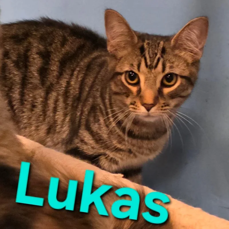 A baby small-sized female Brown / Chocolate Domestic Short Hair cat named Lukas for adoption in Frederick, MD