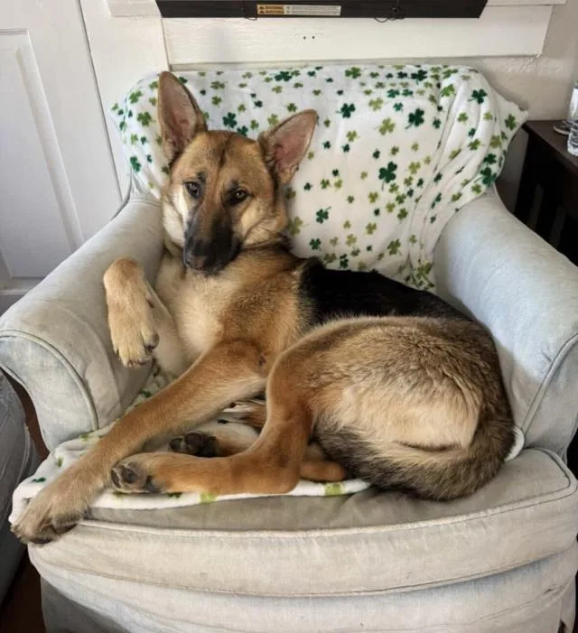A young medium-sized female German Shepherd Dog dog named Sophie for adoption in Santa Barbara, CA