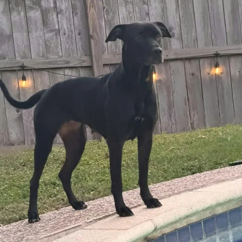 A young medium-sized female Labrador Retriever dog named Couture for adoption in Williston, VT