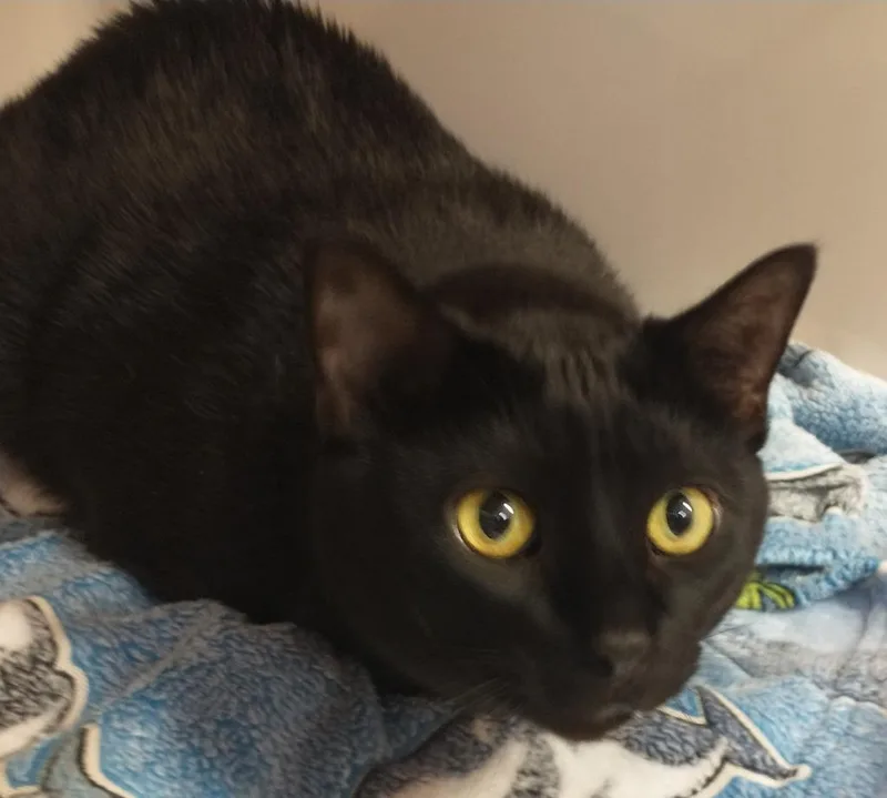 Loki