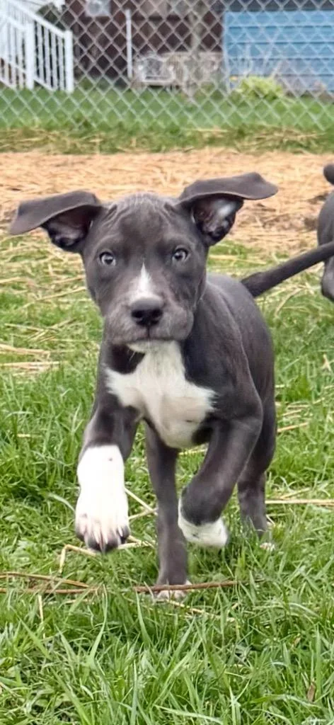 A baby medium-sized male Hound dog named Spidey for adoption in New Kensington, PA