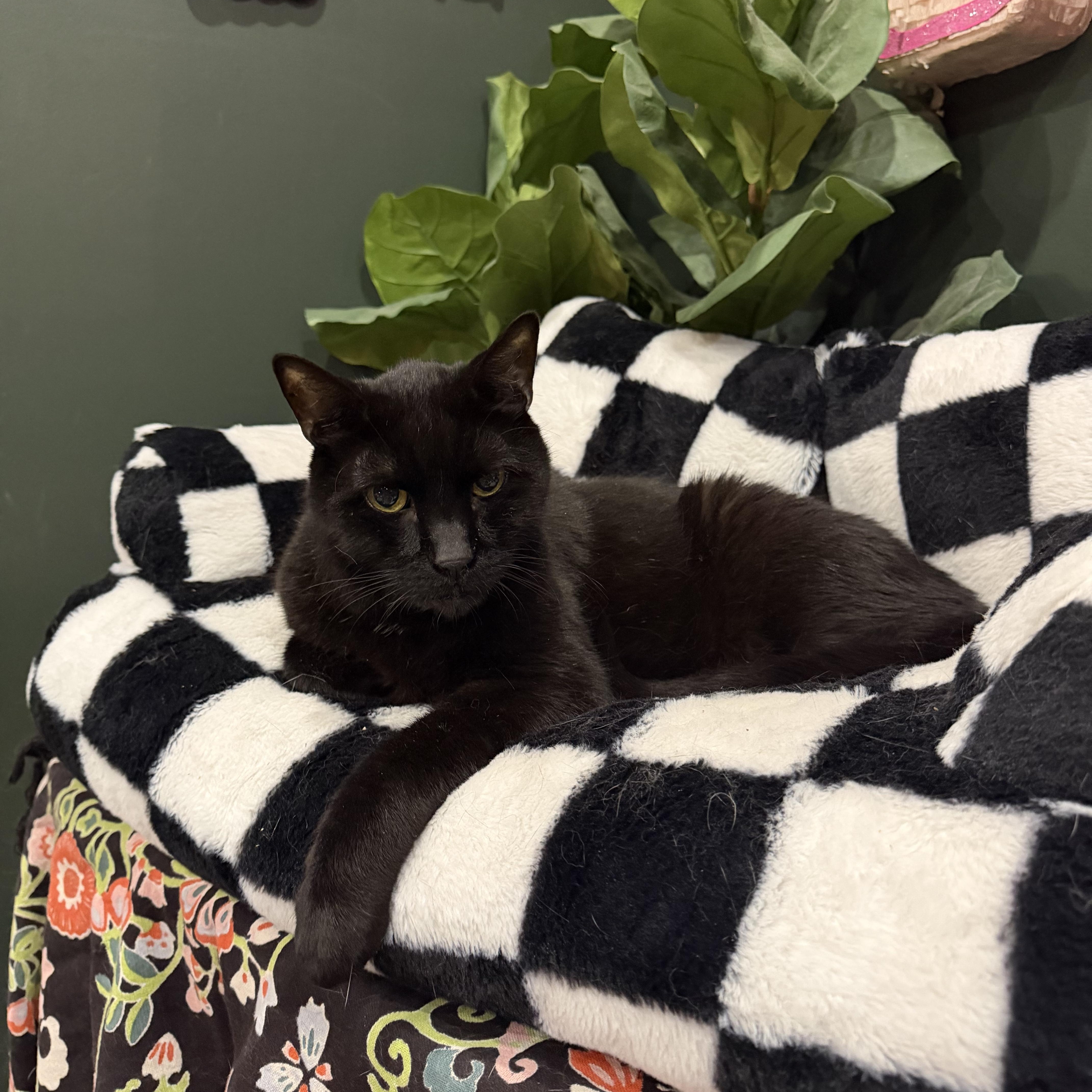 An adult medium-sized male Domestic Short Hair cat named Abott for adoption in Kennebunk , ME