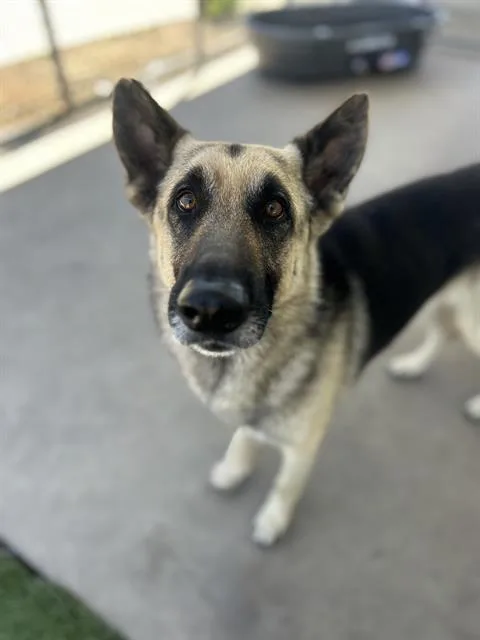 An adult large-sized male German Shepherd Dog dog named Silly Goose for adoption in Chula Vista, CA