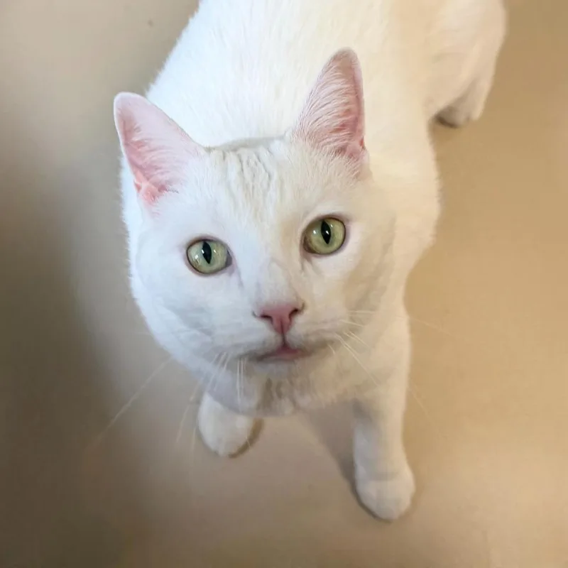 Biggy Blanco thumbnail 2