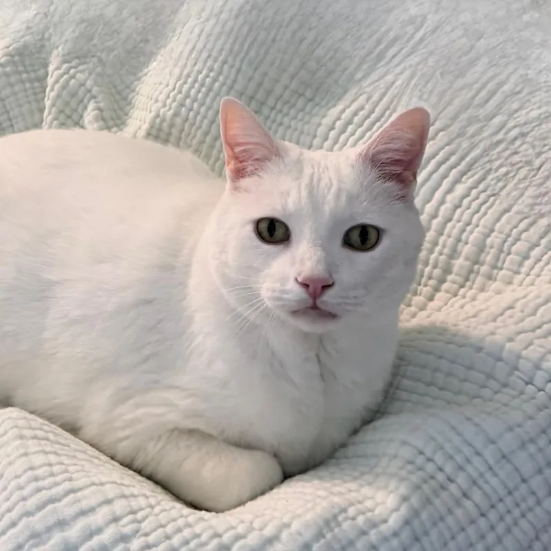 Biggy Blanco thumbnail 3