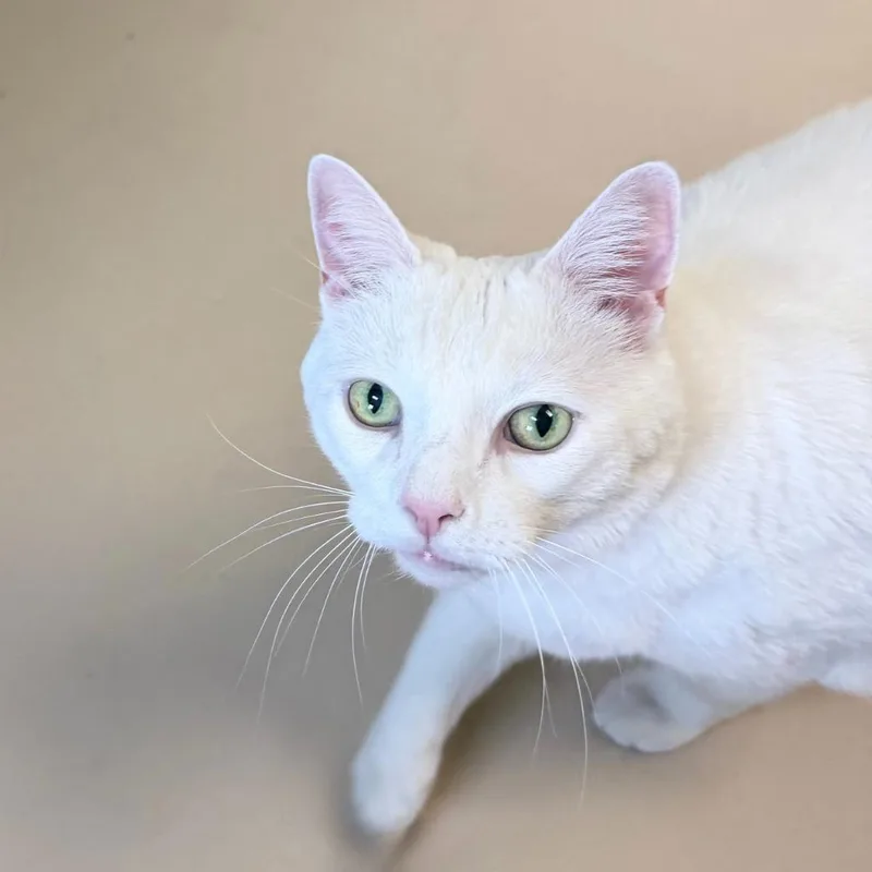 Biggy Blanco thumbnail 4