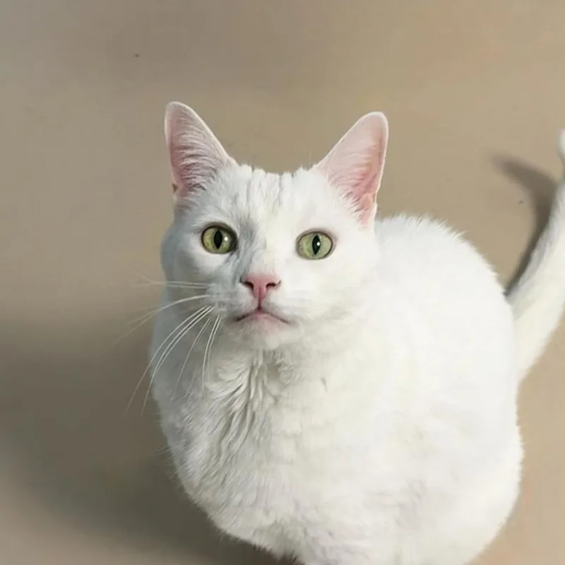 Biggy Blanco thumbnail 5