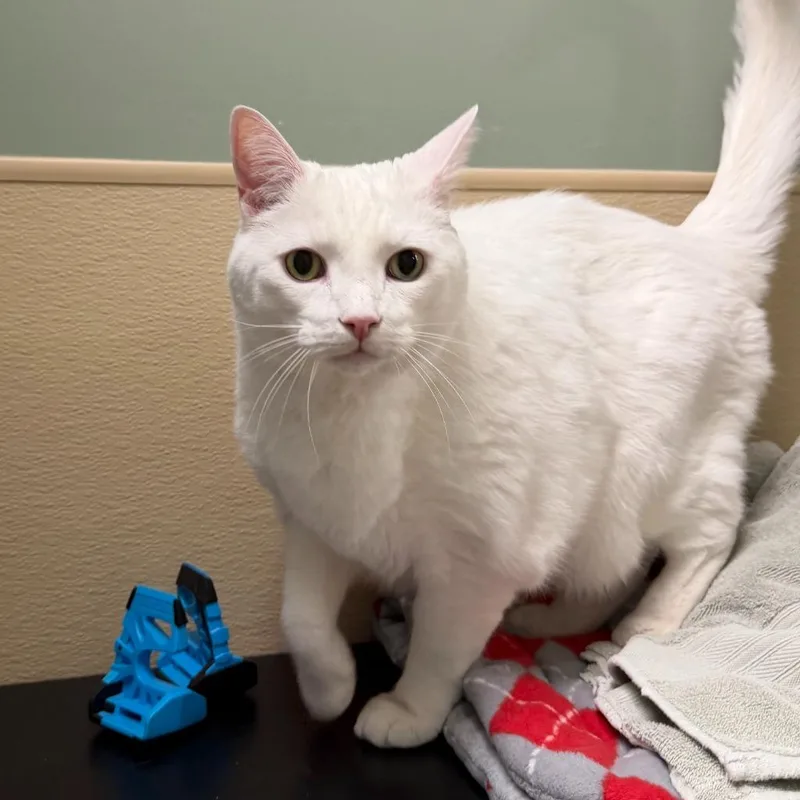 Biggy Blanco thumbnail 6