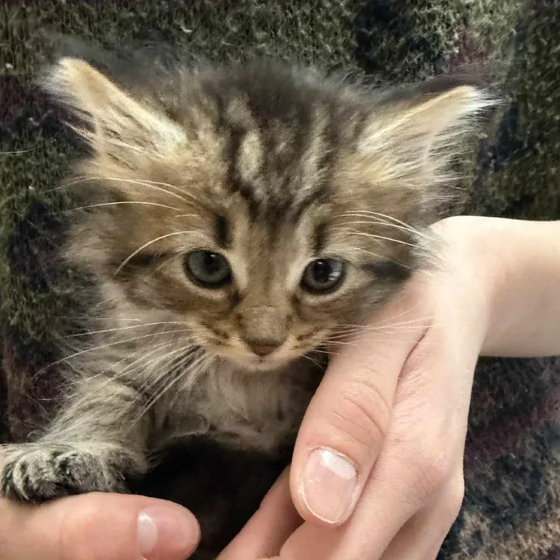 A baby small-sized female Brown / Chocolate Domestic Short Hair cat named Azalea for adoption in Beckley, WV