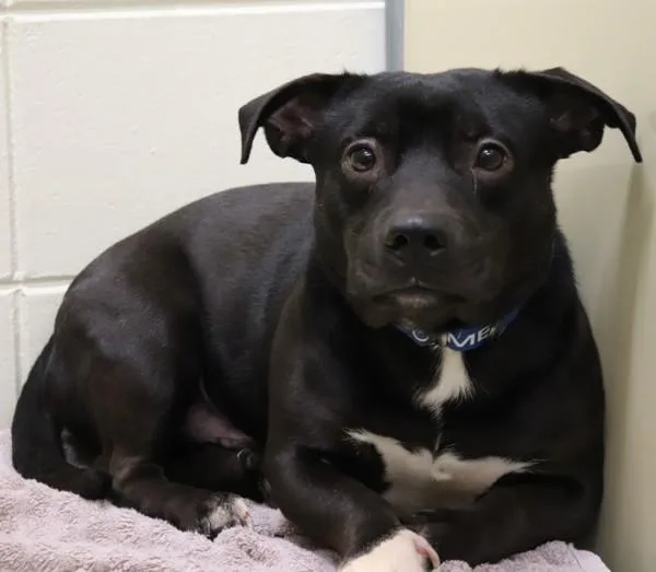 An adult medium-sized male Labrador Retriever dog named Toby for adoption in Sioux City, IA