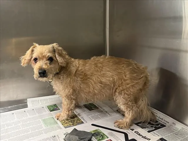 An adult medium-sized male Mixed Breed dog named Mateo for adoption in Van Nuys, CA