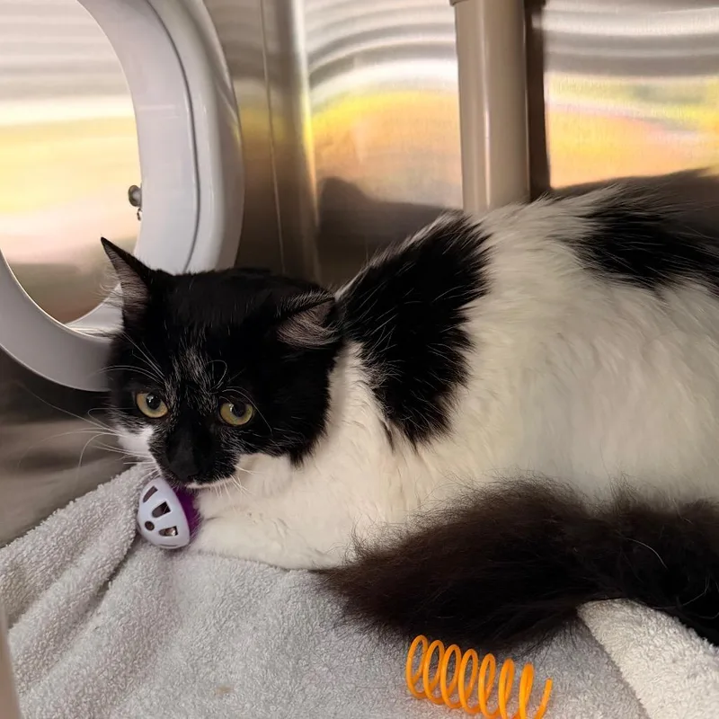 A young medium-sized female White Turkish Angora cat named Fluffy for adoption in New Fairfield, CT