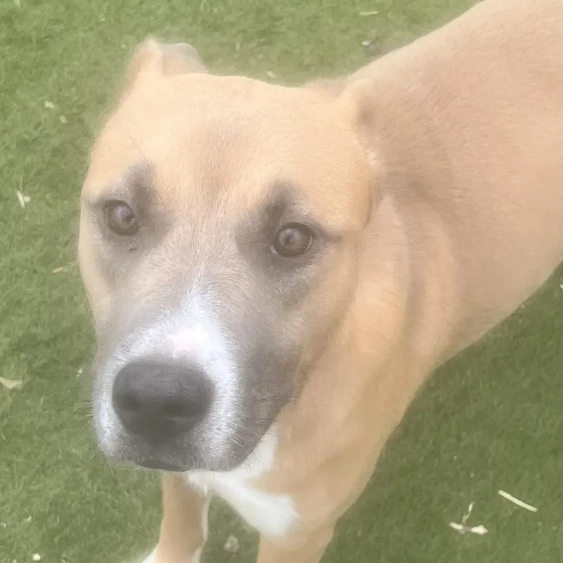 Goldie! Miss Congeniality! thumbnail 2