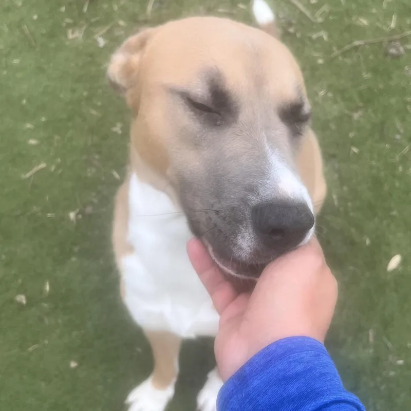 Goldie! Miss Congeniality!