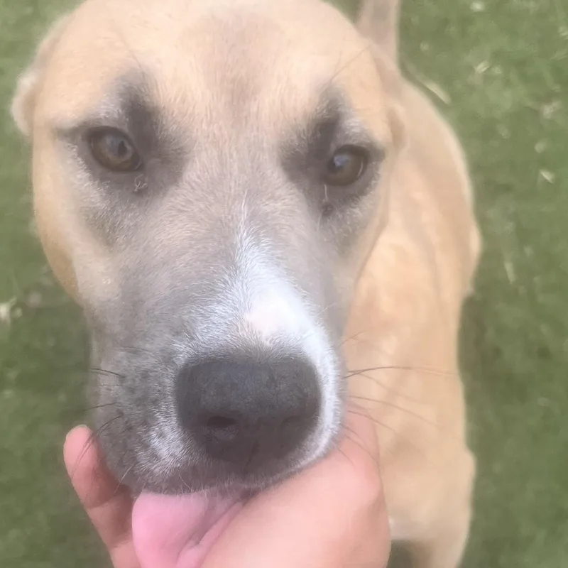 Goldie! Miss Congeniality! thumbnail 4