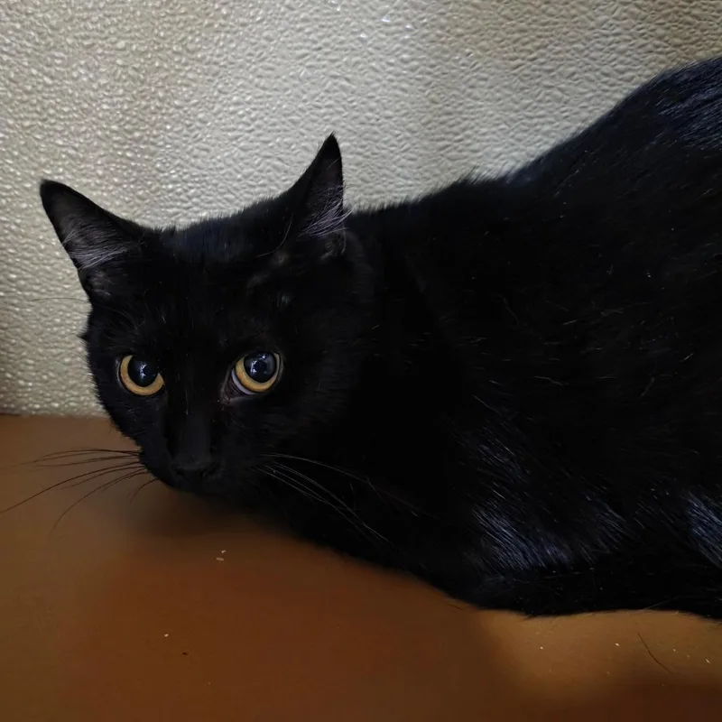 A young medium-sized female Domestic Short Hair cat named Dove Star for adoption in Chatham, VA