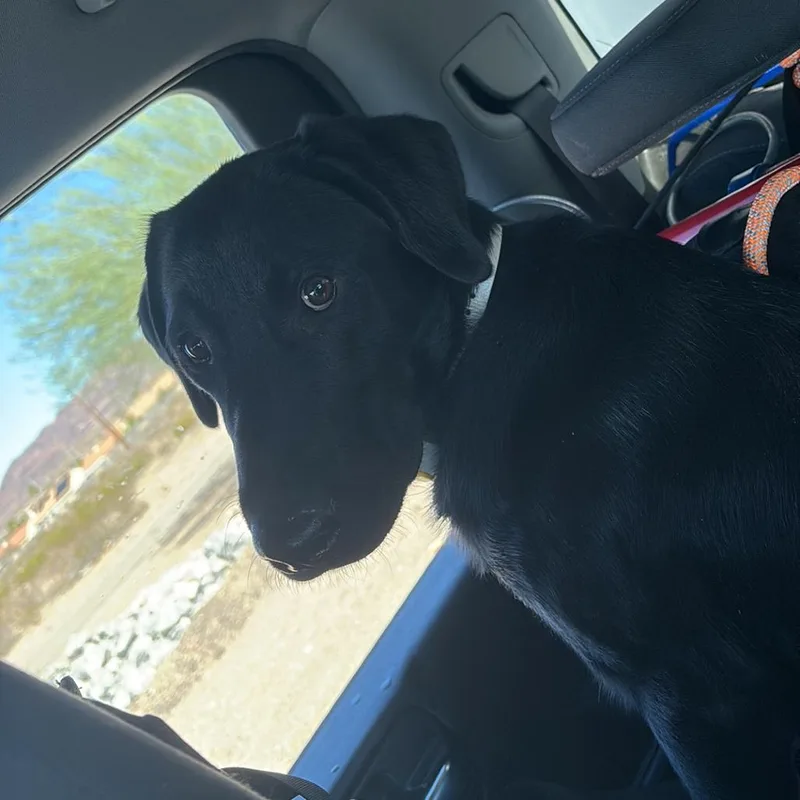 A young medium-sized male Black Labrador Retriever dog named Jahseh for adoption in Henderson, NV