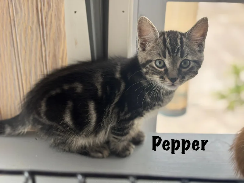 A baby medium-sized male Domestic Short Hair cat named Pepper for adoption in Vineyard Haven, MA