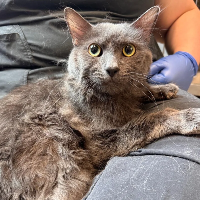 An adult medium-sized male Gray / Blue / Silver Domestic Medium Hair cat named Fluffy for adoption in Birdsboro, PA