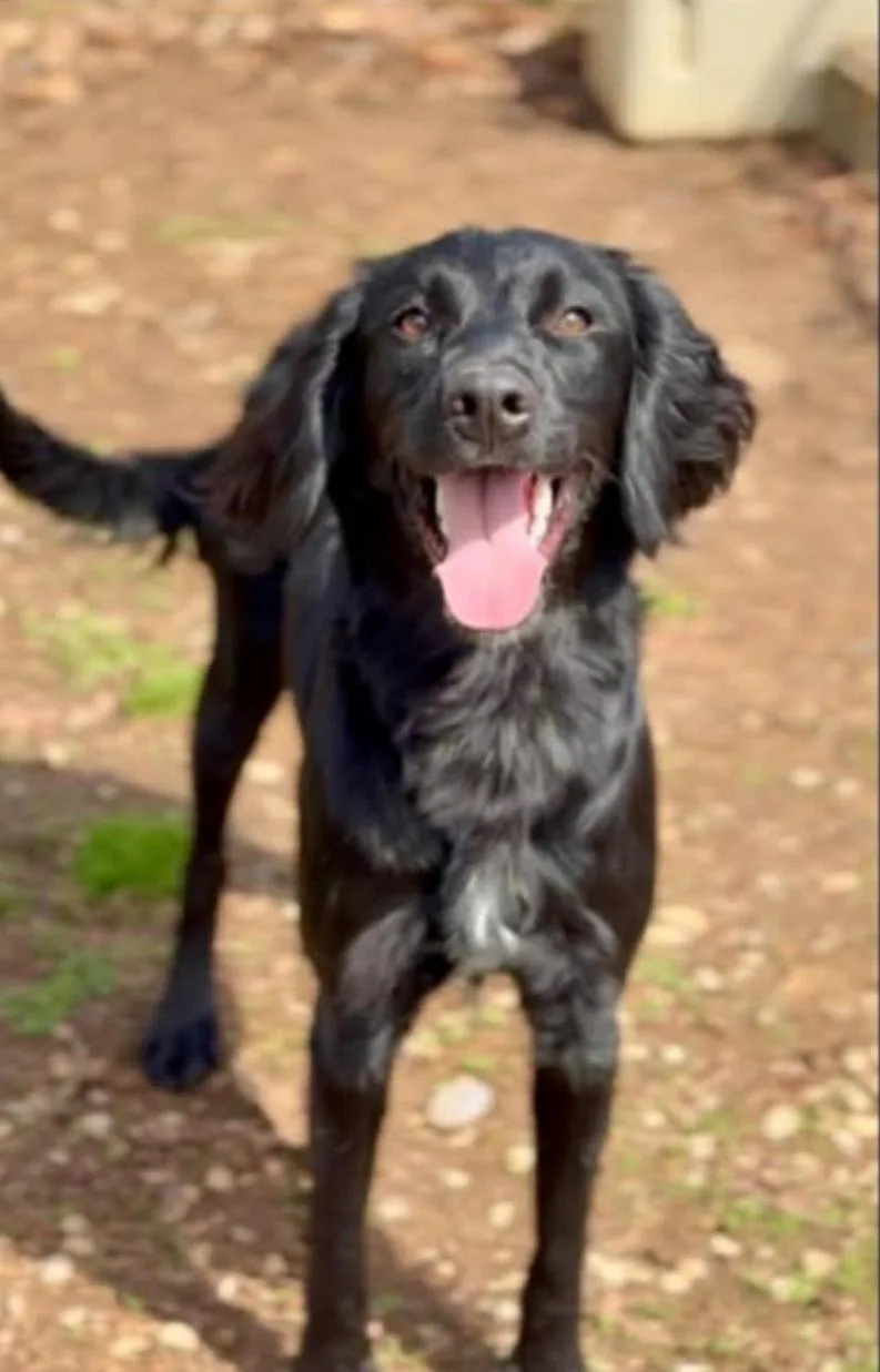 An adult medium-sized male Black English Pointer dog named Keno for adoption in Ross, OH