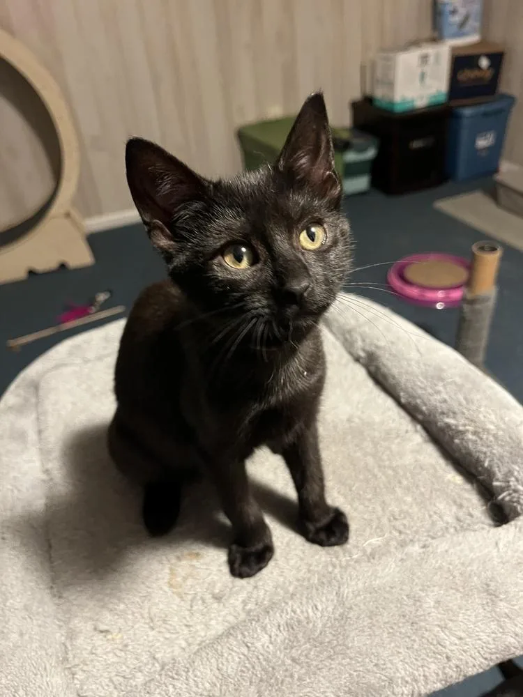 A baby small-sized female Black Domestic Short Hair cat named Pecan for adoption in Bolton, CT