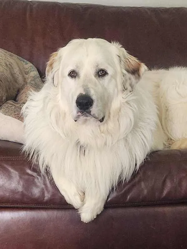 Ice Bear thumbnail 2