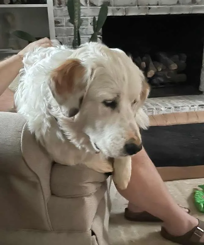 Ice Bear thumbnail 3