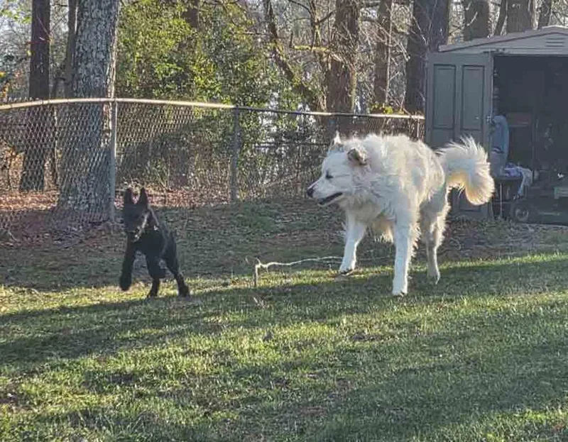 Ice Bear thumbnail 4