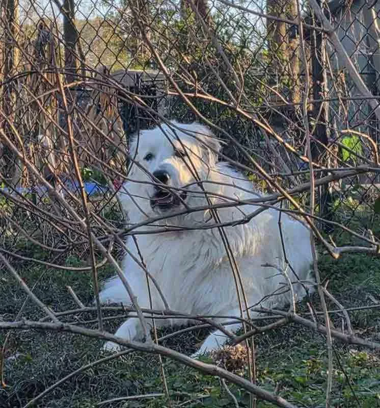 Ice Bear thumbnail 5