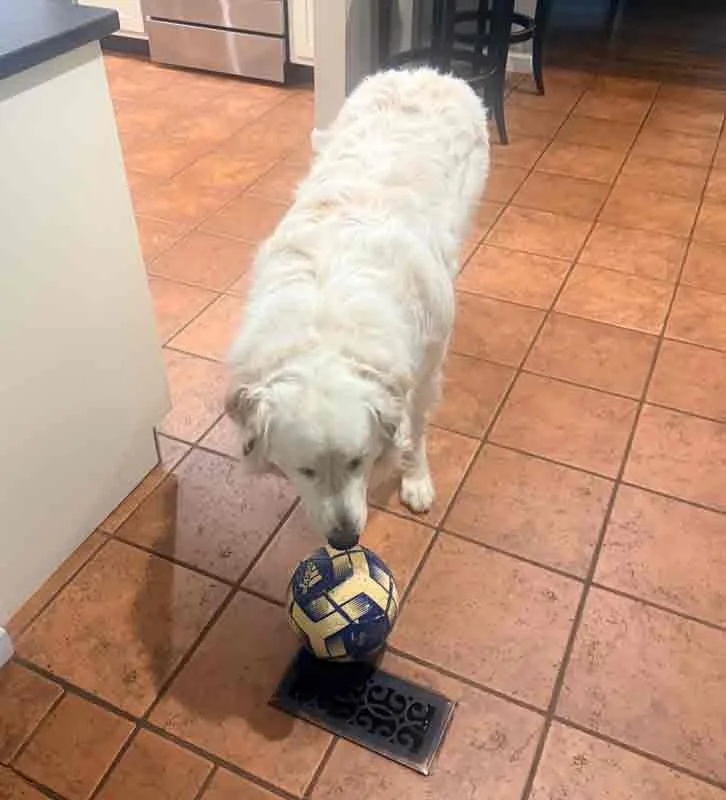 Ice Bear thumbnail 6