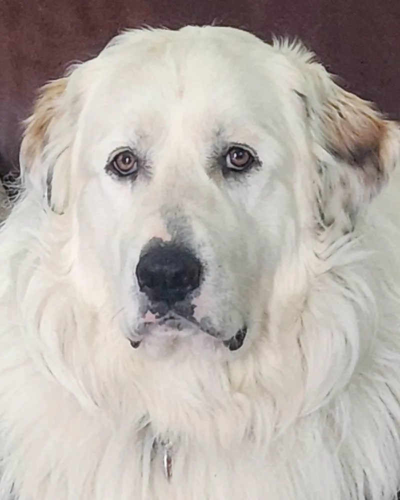 A young extra large-sized male Great Pyrenees dog named Ice Bear for adoption in Kennesaw, GA