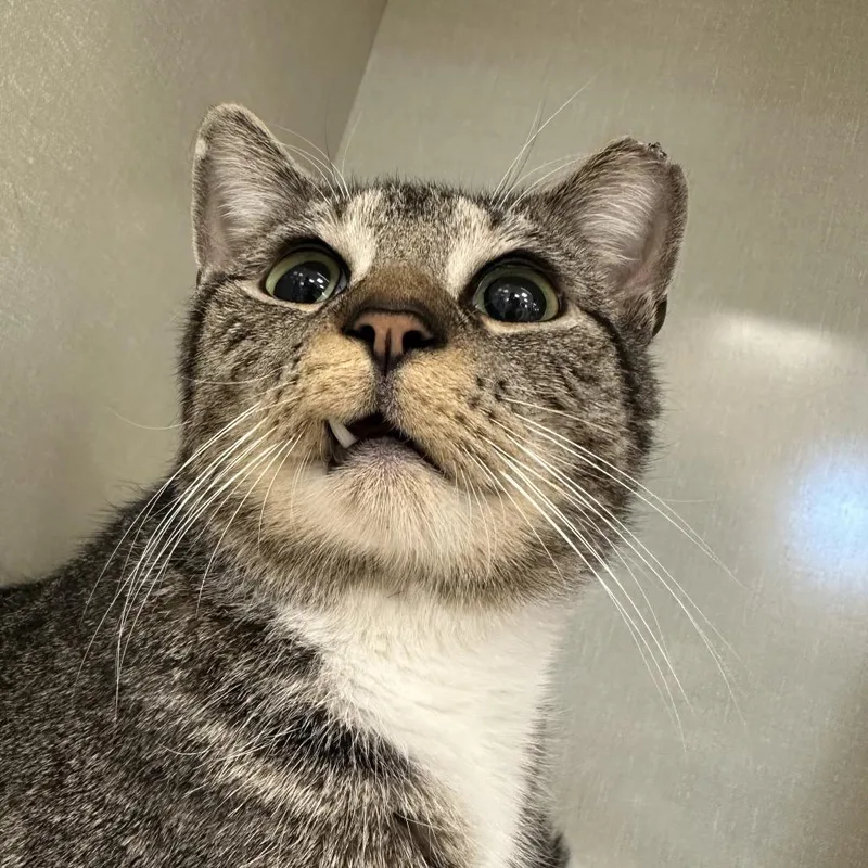 Alvin