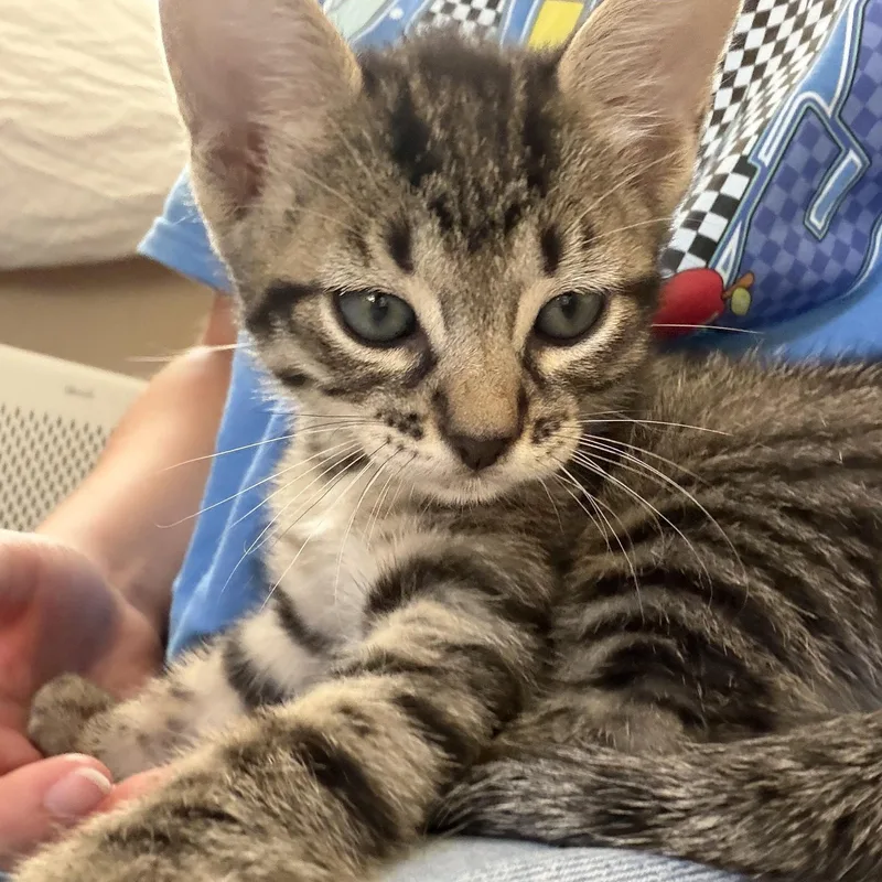 A baby medium-sized male Tabby (Brown / Chocolate) Domestic Short Hair cat named Scorpion for adoption in Bryan, TX