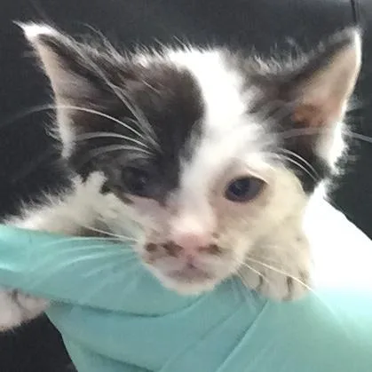 A baby small-sized male Domestic Short Hair cat named A for adoption in Riverside, CA