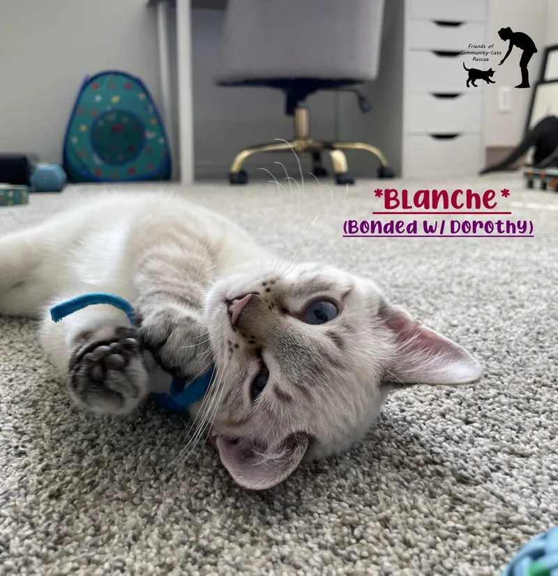 Blanche thumbnail 4