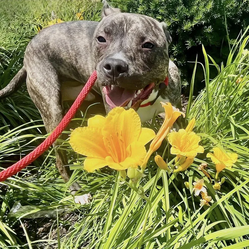 Truman  Needs A thumbnail 2