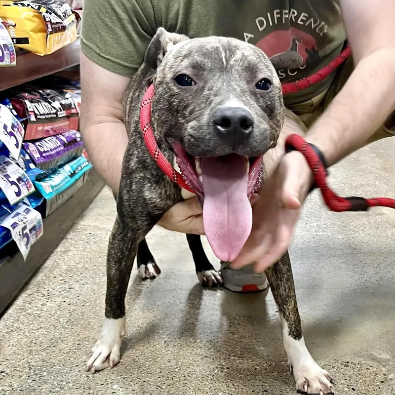 Truman  Needs A thumbnail 5