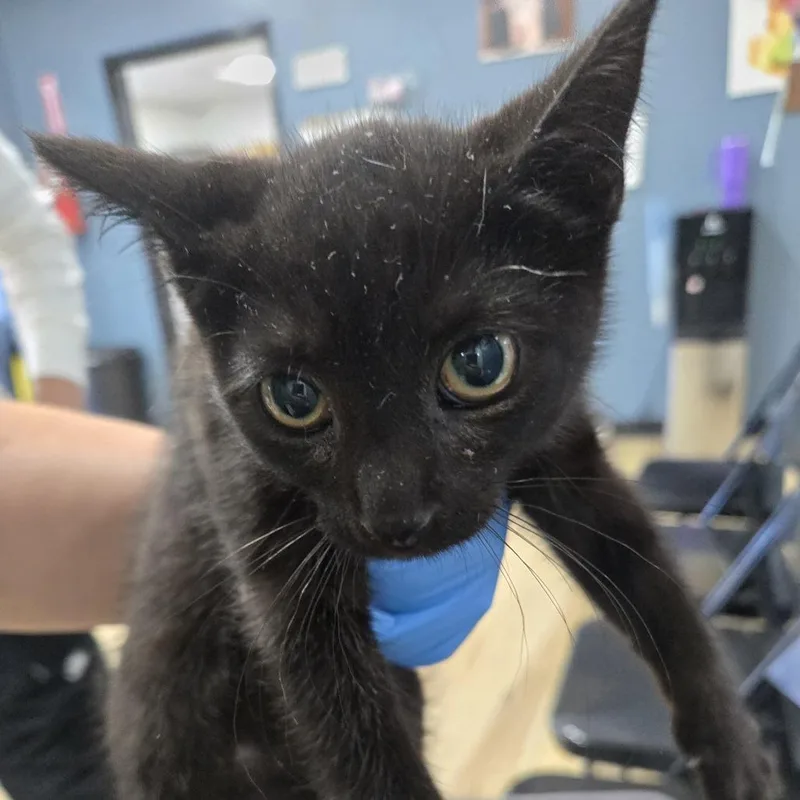 A baby small-sized female Black Domestic Short Hair cat named Lizzie for adoption in Newark, NJ
