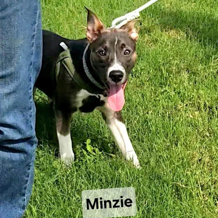 Minzi thumbnail 2