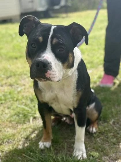 An adult medium-sized female Pit Bull Terrier dog named Cleo for adoption in King William, VA